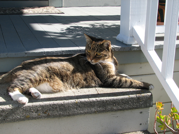 click to view larger image A cat on the steps of his Martinez CA home.